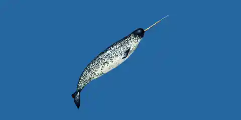 Number Fifteen: The Narwhal