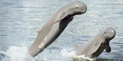 Number Two: The Irrawaddy Dolphin