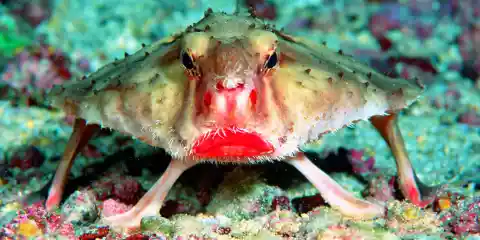 Number Seven: The Red Lipped Batfish